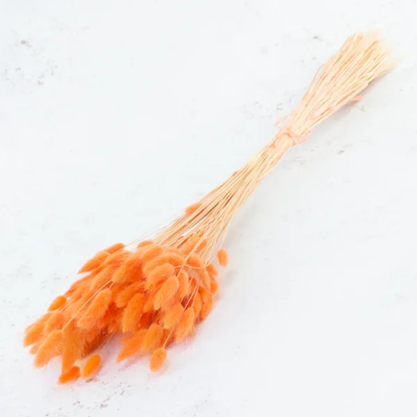 Orange tørret Lagurus (harehale) - Tørrede blomster bundt 100g